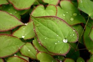 epimedium-or-horny-goat-weed epimedium-or-horny-goat-weed